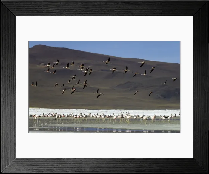 Framed Print : Picture No. 11675861 Framed Print : Picture No. 11675861