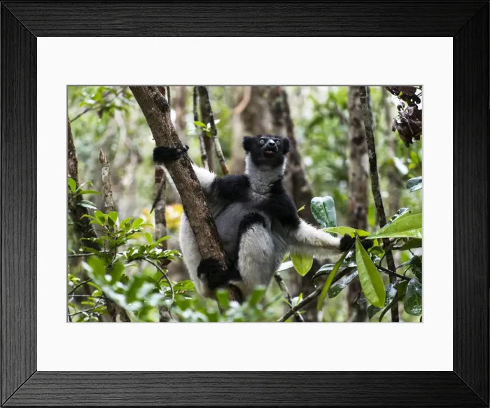 Framed Print : Picture No. 11675871 Framed Print : Picture No. 11675871