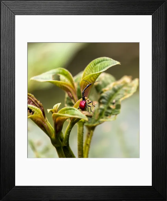 Framed Print : Picture No. 11675874 Framed Print : Picture No. 11675874