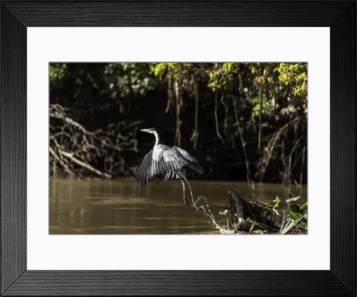 Framed Print : Picture No. 11675877 Framed Print : Picture No. 11675877