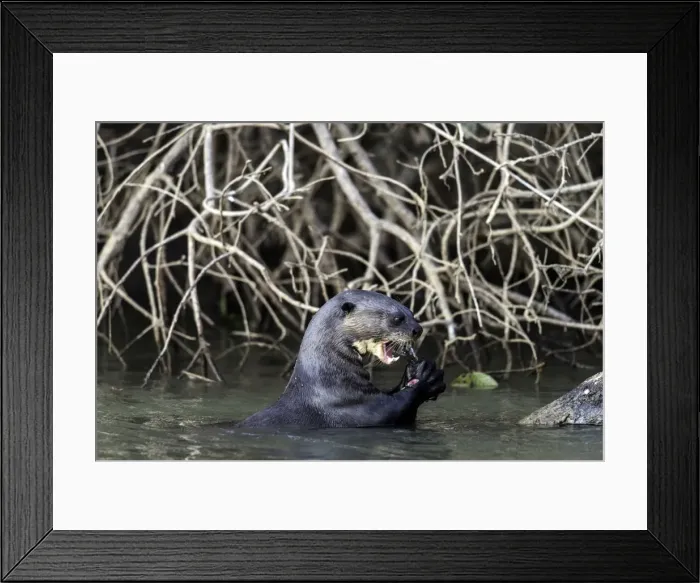 Framed Print : Picture No. 11675882 Framed Print : Picture No. 11675882