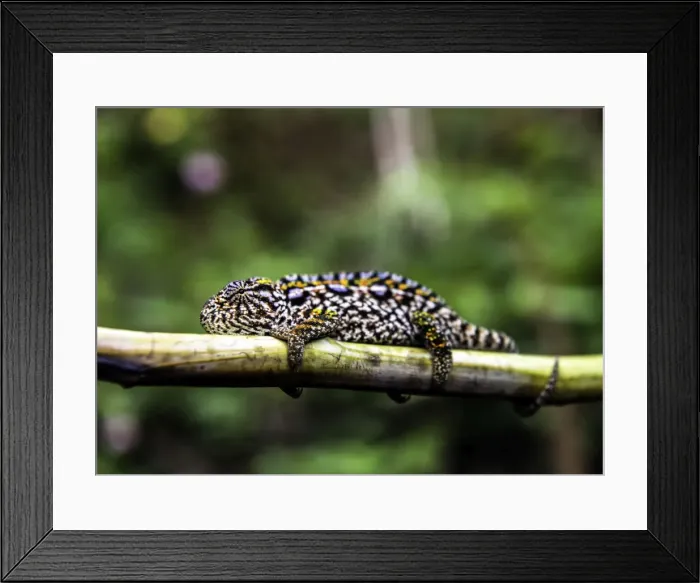 Framed Print : Picture No. 11675884 Framed Print : Picture No. 11675884