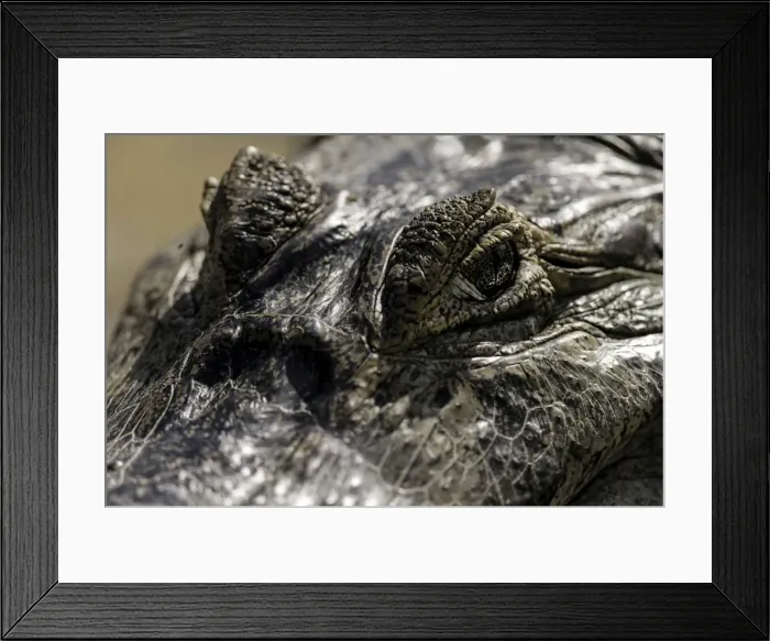 Framed Print : Picture No. 11675885 Framed Print : Picture No. 11675885