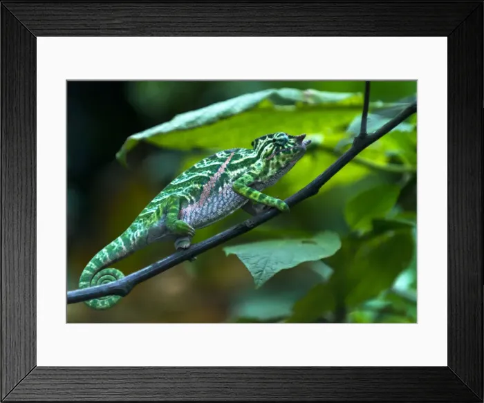 Framed Print : Picture No. 11675886 Framed Print : Picture No. 11675886