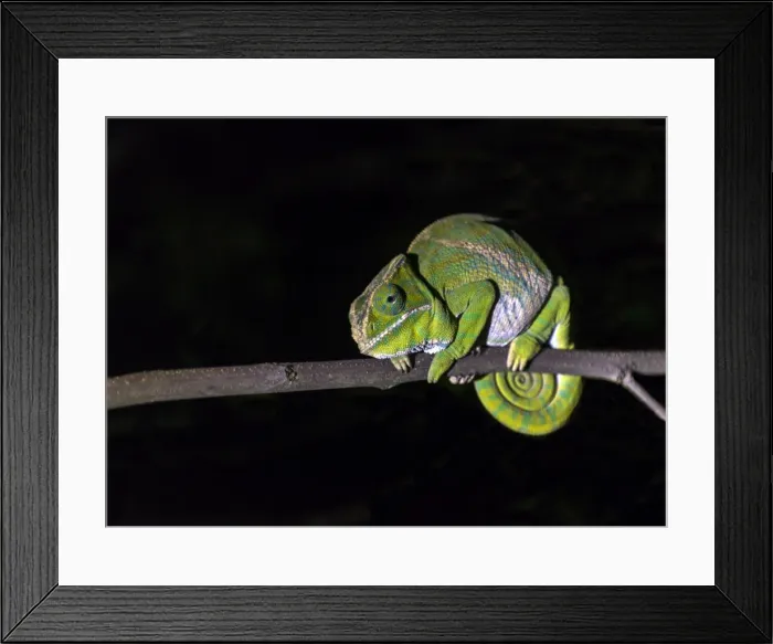 Framed Print : Picture No. 11675887 Framed Print : Picture No. 11675887