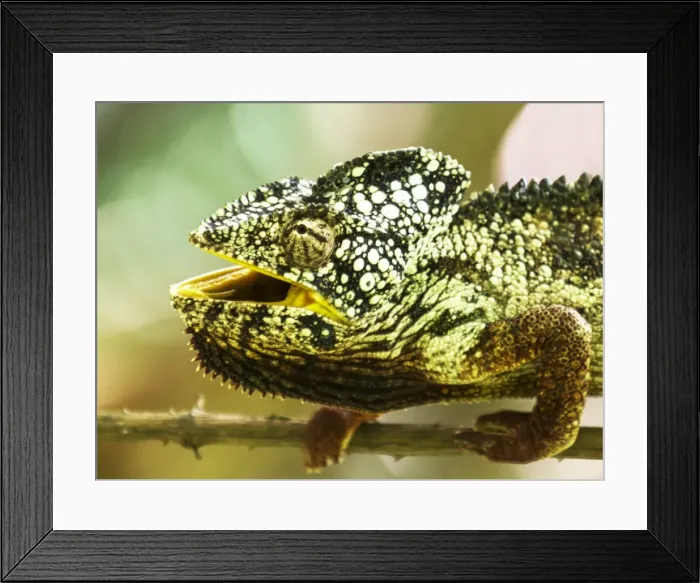 Framed Print : Picture No. 11675889 Framed Print : Picture No. 11675889