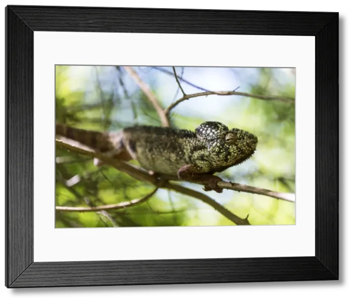 Framed Print : Picture No. 11675891 Framed Print : Picture No. 11675891