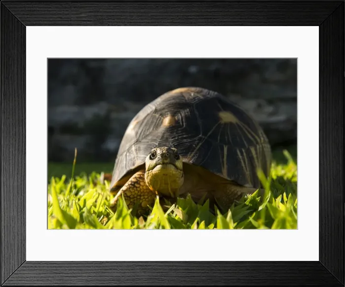 Framed Print : Picture No. 11675892 Framed Print : Picture No. 11675892