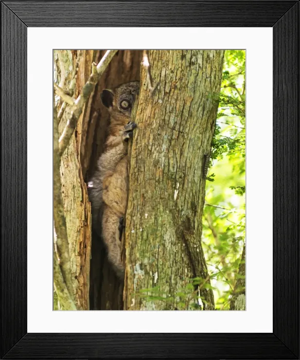 Framed Print : Picture No. 11675894 Framed Print : Picture No. 11675894