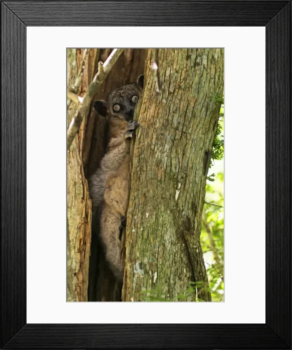 Framed Print : Picture No. 11675895 Framed Print : Picture No. 11675895