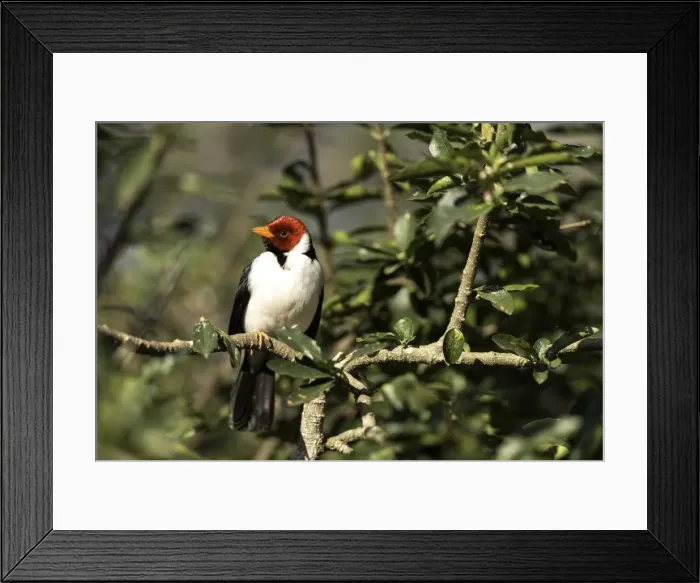 Framed Print : Picture No. 11675896 Framed Print : Picture No. 11675896