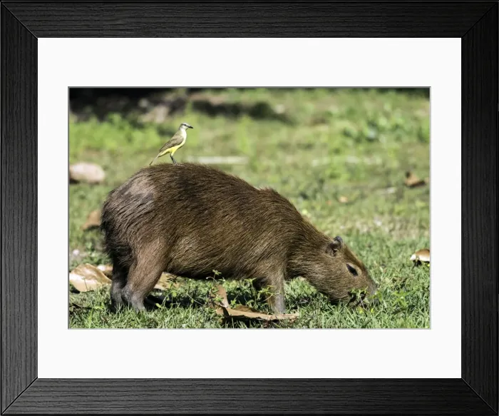 Framed Print : Picture No. 11675897 Framed Print : Picture No. 11675897