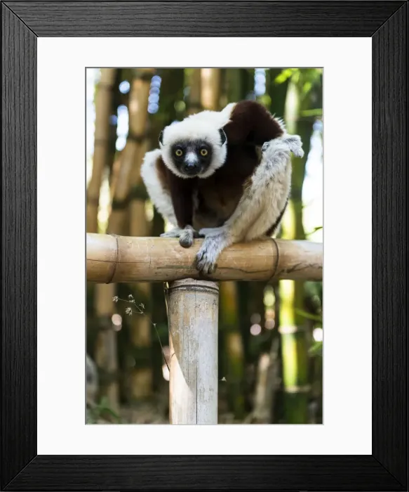 Framed Print : Picture No. 11675898 Framed Print : Picture No. 11675898