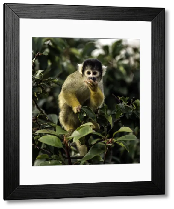 Framed Print : Picture No. 11675903 Framed Print : Picture No. 11675903