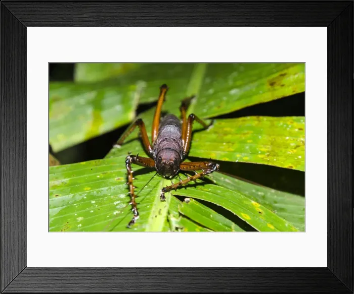 Framed Print : Picture No. 11675906 Framed Print : Picture No. 11675906