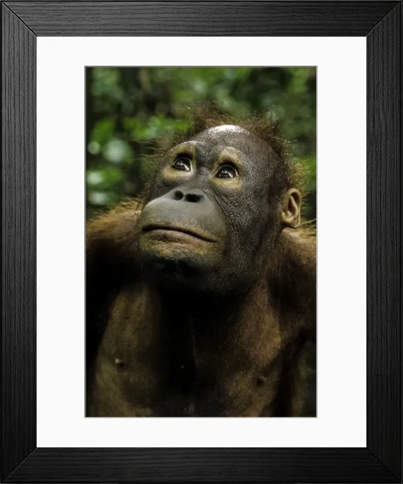 Framed Print : Picture No. 11675913 Framed Print : Picture No. 11675913