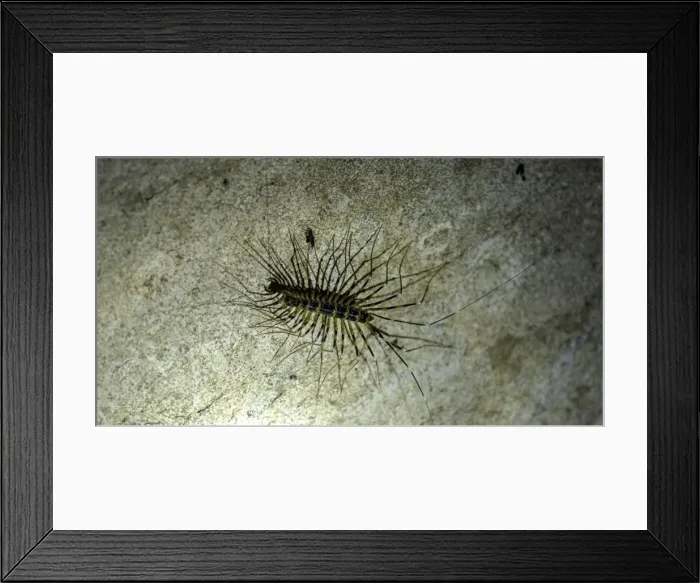 Framed Print : Picture No. 11675914 Framed Print : Picture No. 11675914