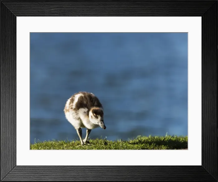 Framed Print : Picture No. 11675915 Framed Print : Picture No. 11675915