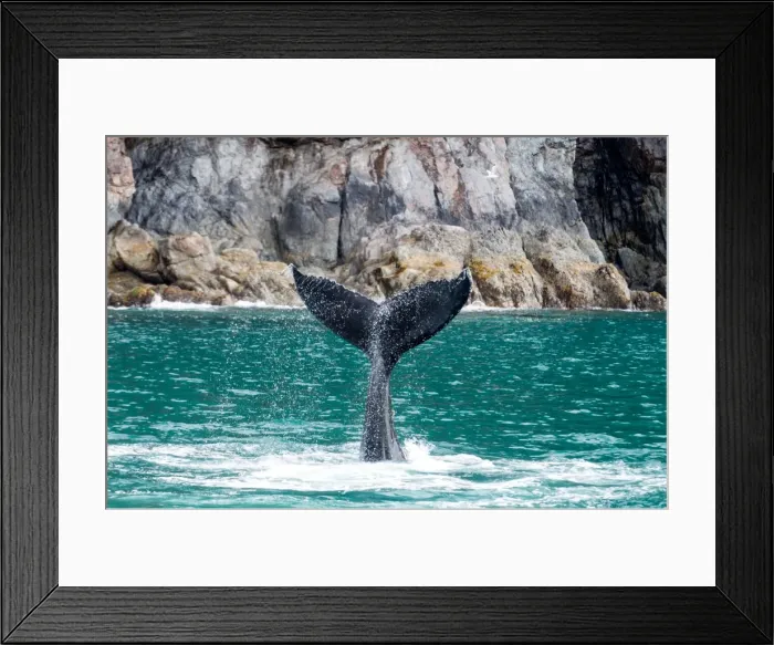 Framed Print : Picture No. 11676434 Framed Print : Picture No. 11676434