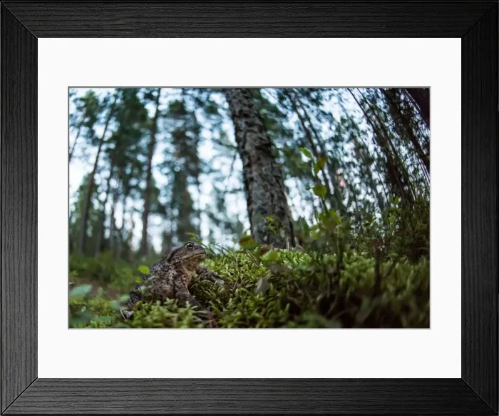 Framed Print : Picture No. 11676436 Framed Print : Picture No. 11676436