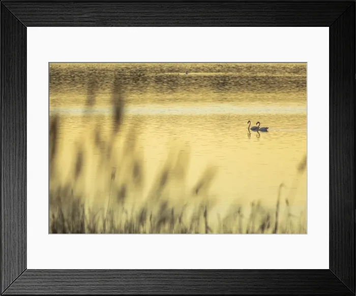Framed Print : Picture No. 11676011 Framed Print : Picture No. 11676011