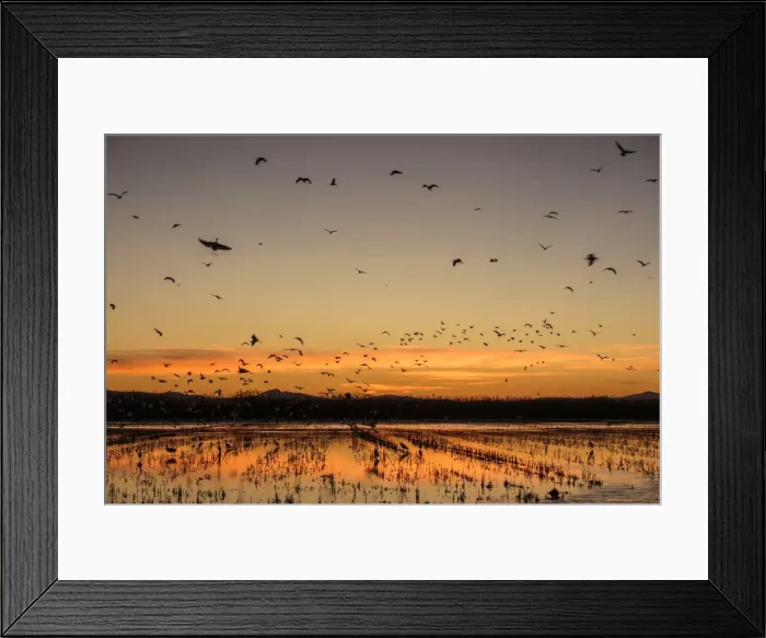 Framed Print : Picture No. 11676016 Framed Print : Picture No. 11676016