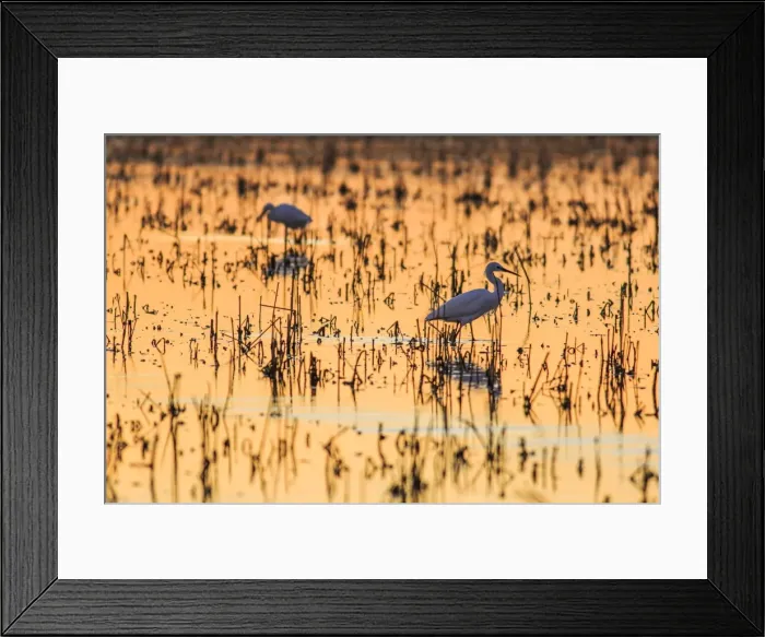 Framed Print : Picture No. 11676015 Framed Print : Picture No. 11676015