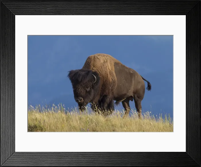 Framed Print : Picture No. 11676644 Framed Print : Picture No. 11676644