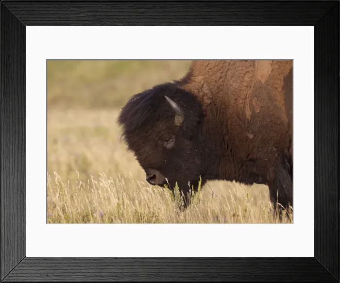 Framed Print : Picture No. 11676646 Framed Print : Picture No. 11676646