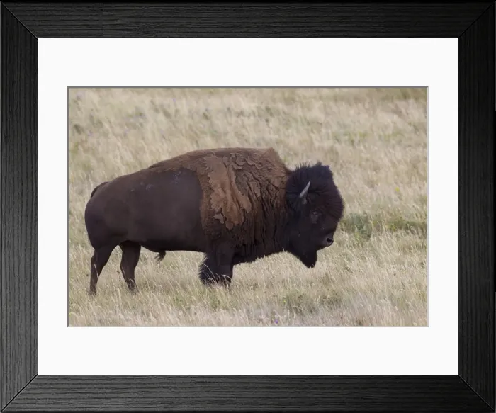 Framed Print : Picture No. 11676645 Framed Print : Picture No. 11676645