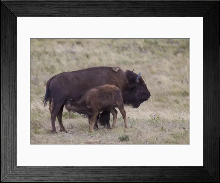 Framed Print : Picture No. 11676648 Framed Print : Picture No. 11676648