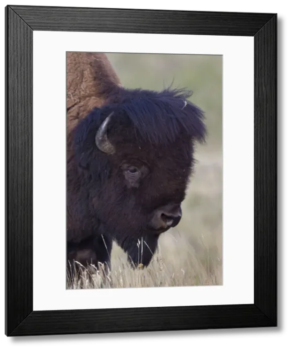 Framed Print : Picture No. 11676647 Framed Print : Picture No. 11676647