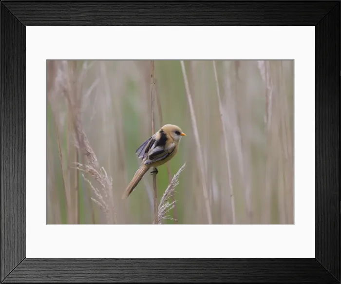 Framed Print : Picture No. 11676652 Framed Print : Picture No. 11676652