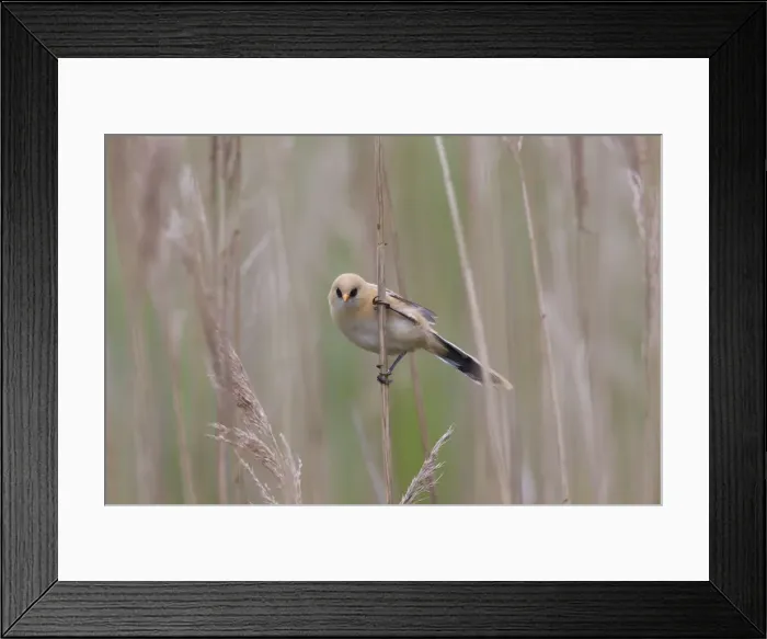 Framed Print : Picture No. 11676653 Framed Print : Picture No. 11676653