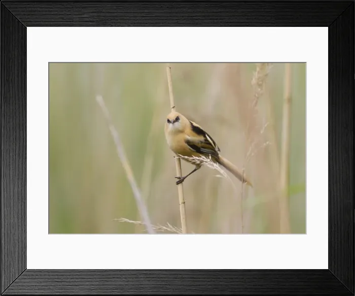 Framed Print : Picture No. 11676654 Framed Print : Picture No. 11676654
