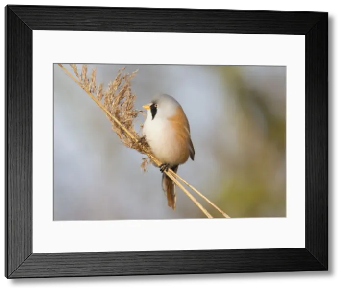 Framed Print : Picture No. 11676656 Framed Print : Picture No. 11676656