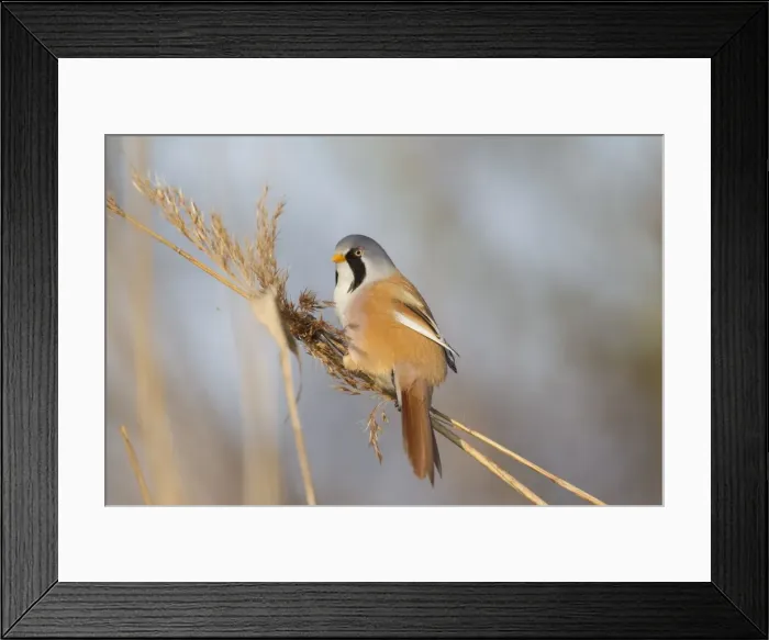 Framed Print : Picture No. 11676657 Framed Print : Picture No. 11676657