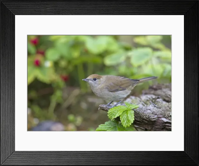 Framed Print : Picture No. 11676658 Framed Print : Picture No. 11676658