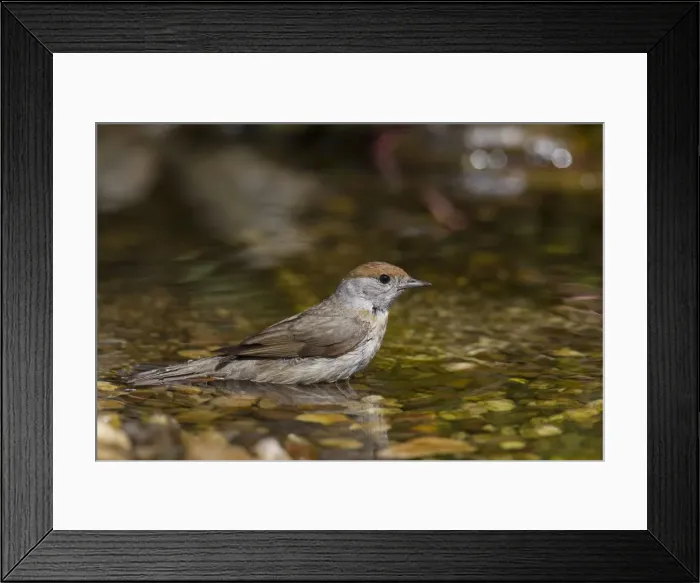 Framed Print : Picture No. 11676659 Framed Print : Picture No. 11676659