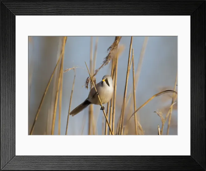 Framed Print : Picture No. 11676655 Framed Print : Picture No. 11676655