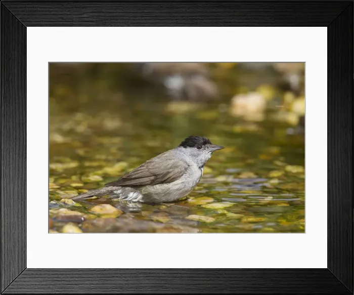 Framed Print : Picture No. 11676661 Framed Print : Picture No. 11676661