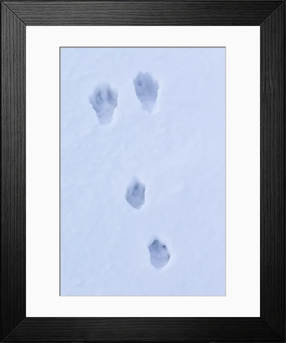 Framed Print : Picture No. 11676676