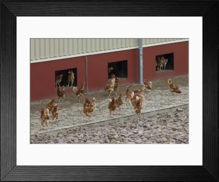 Framed Print : Picture No. 11676677 Framed Print : Picture No. 11676677