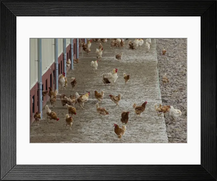 Framed Print : Picture No. 11676678 Framed Print : Picture No. 11676678