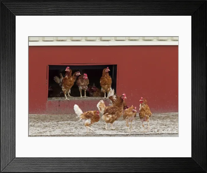 Framed Print : Picture No. 11676679 Framed Print : Picture No. 11676679
