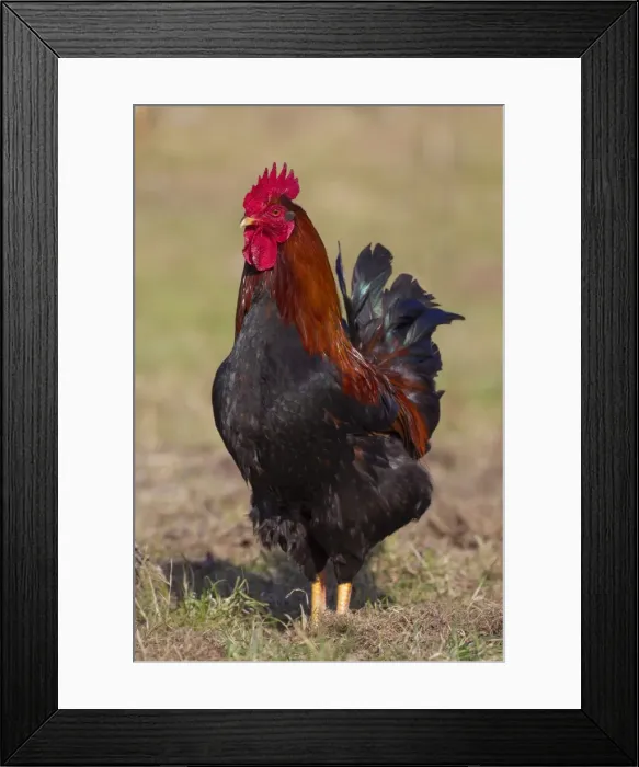 Framed Print : Picture No. 11676681 Framed Print : Picture No. 11676681