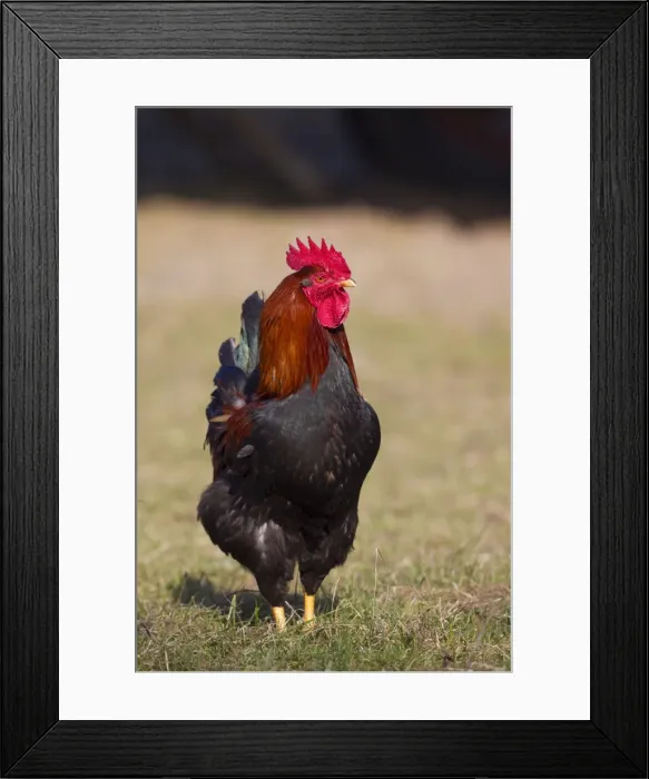 Framed Print : Picture No. 11676682 Framed Print : Picture No. 11676682