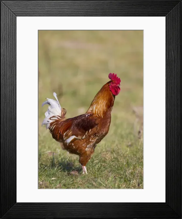 Framed Print : Picture No. 11676680 Framed Print : Picture No. 11676680