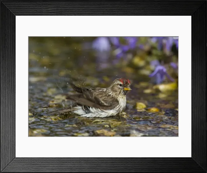 Framed Print : Picture No. 11676684 Framed Print : Picture No. 11676684