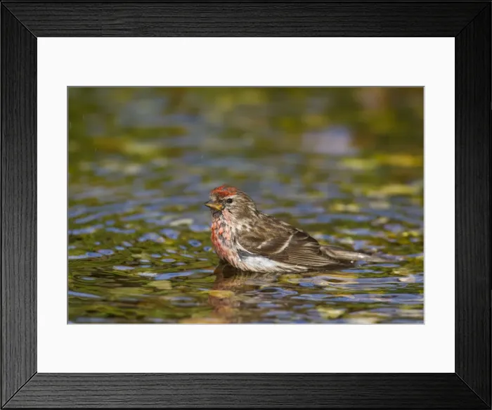 Framed Print : Picture No. 11676685 Framed Print : Picture No. 11676685